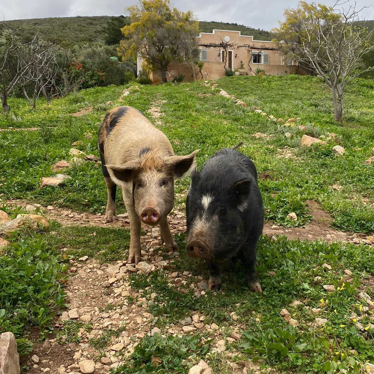 The Top House @ Ricky's Drift Vegan Farm and Animal Sanctuary
