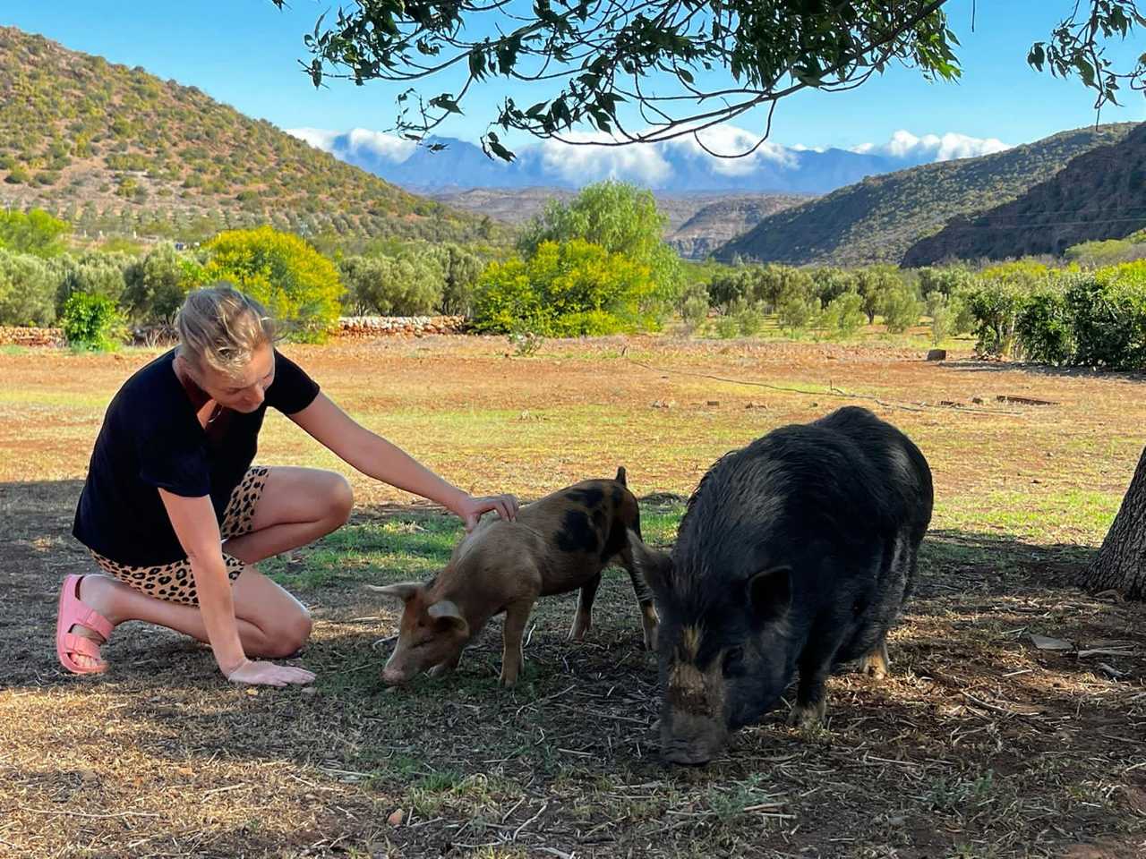 Luxury Tents @ Ricky's Drift Vegan Farm and Animal Sanctuary