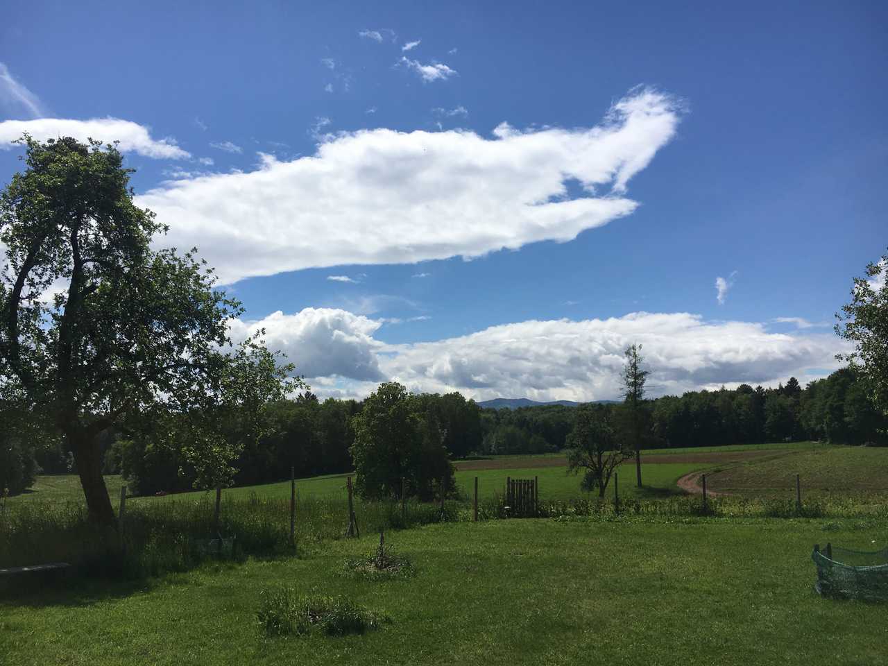 Varm - the vegan farm - a kind of sanctuary for animals and humans