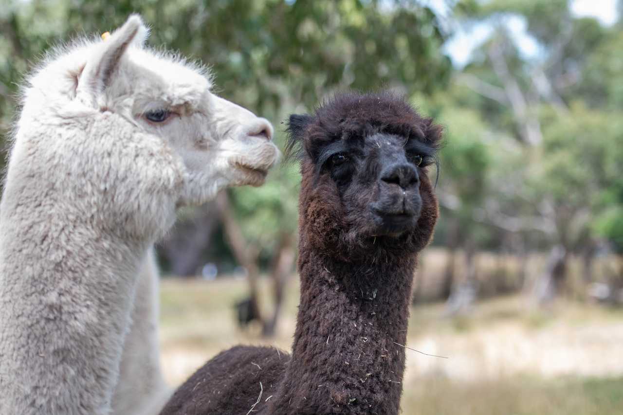 Galahad's Animal Sanctuary B&B