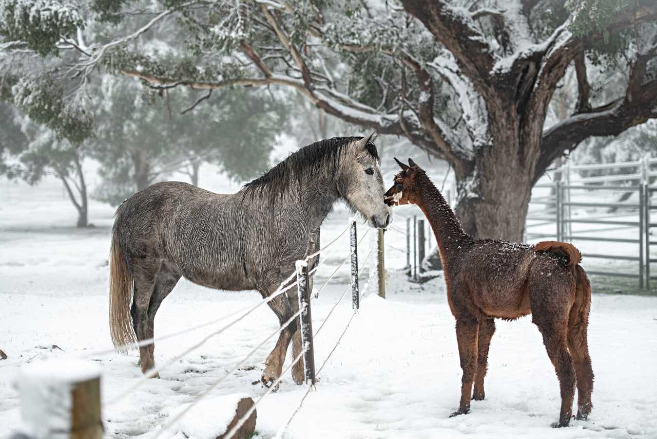 Galahad's Animal Sanctuary B&B